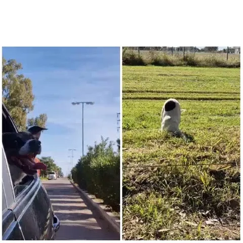 Dog Enjoying Car Ride