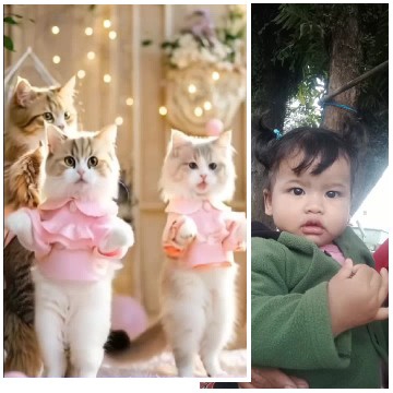 Cats in Matching Outfits and Child