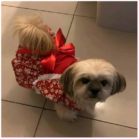 Dog in Red Dress on Tile