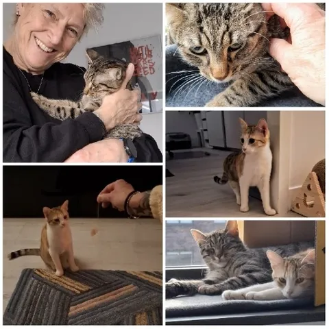 Cats with a Smiling Person