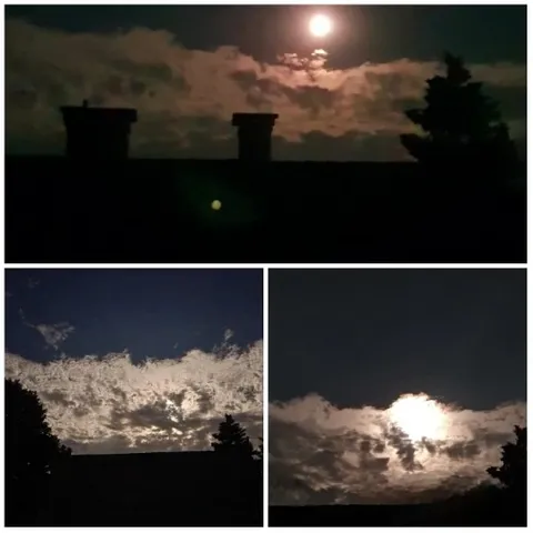 Moonlit Nighttime Scenes and Trees