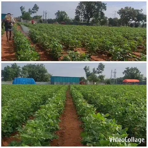 Walking Path in Green Field