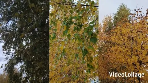 Autumn Foliage in Three Scenes