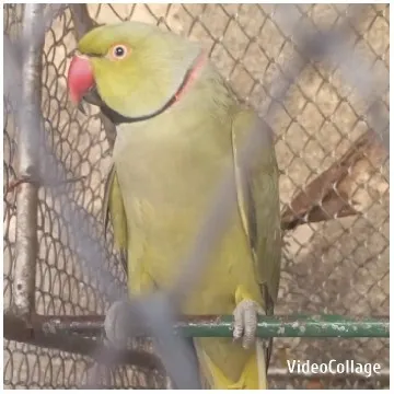 Green Parrot in Wire Cage