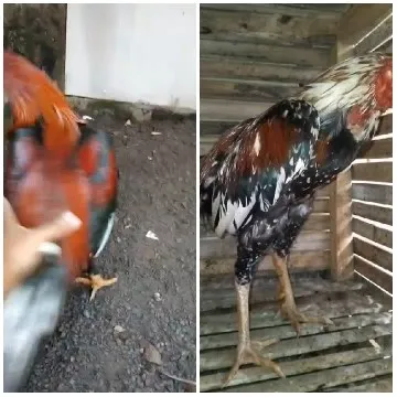Two Roosters and Wooden Enclosure
