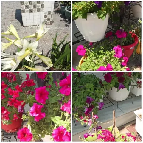 Four Sections of Flowering Plants
