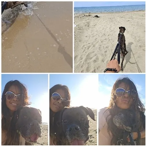 Dog Walking on Sandy Beach