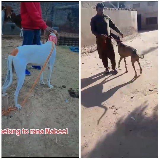 Walking Dogs in Different Settings
