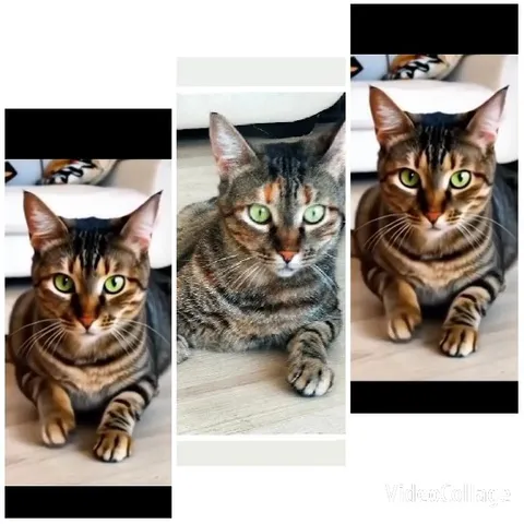 Tabby Cat on Wooden Floor