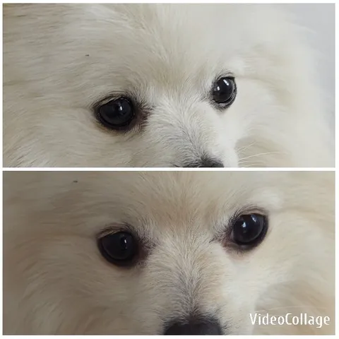 Close-Up of Fluffy White Dog