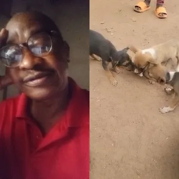 Resting Man and Puppies Drinking Milk