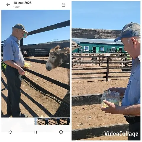 Feeding a Donkey on a Farm