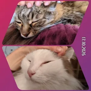 Two Cats Enjoying Gentle Pets