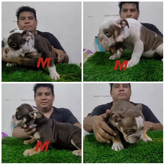 Playing with Puppies Outdoors