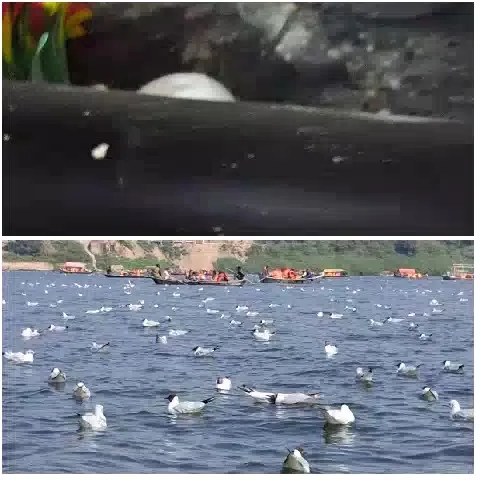 Egg and Seagulls on Water