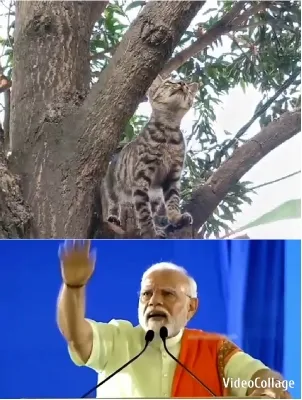Cat in Tree and Person Speaking