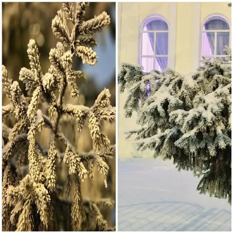 Snow-Covered Trees and Branches