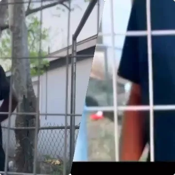 Person Near Tree and Fence