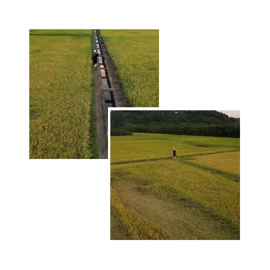 Walking Path Through Green Fields