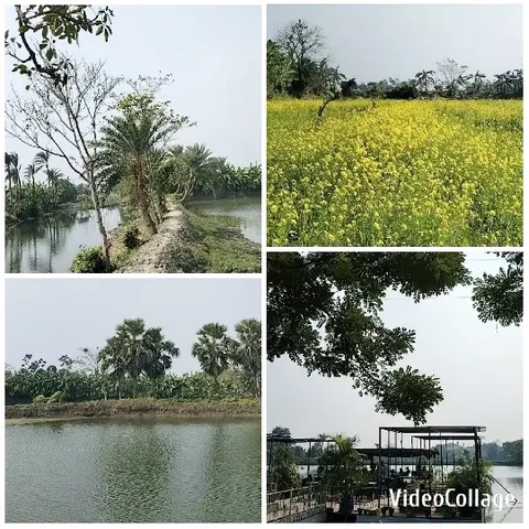 Scenic Path and Yellow Flower Field