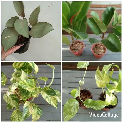 Potted Plants in Various Pots
