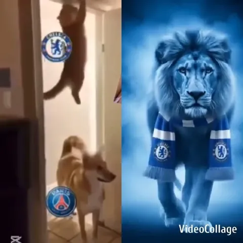 Dog and Soccer Logos with Lion