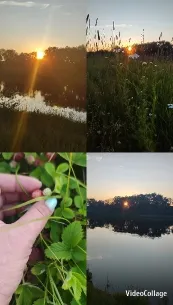 Sunset Over Lake and Plant