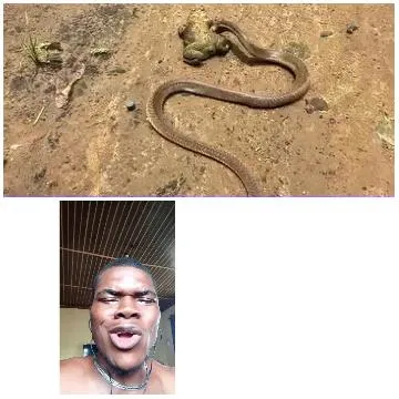 Surprised Face and Snake