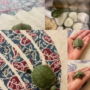 Turtle Held on Patterned Fabric