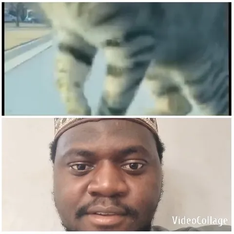 Cat Walking on Pavement with Observer