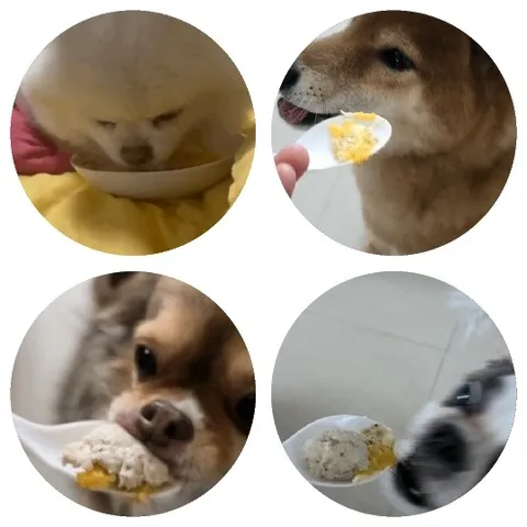 Dogs Enjoying Meals from Bowls