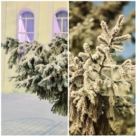 Snowy Pine Branches and Building