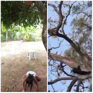 Person Under Tree and Tree Branches