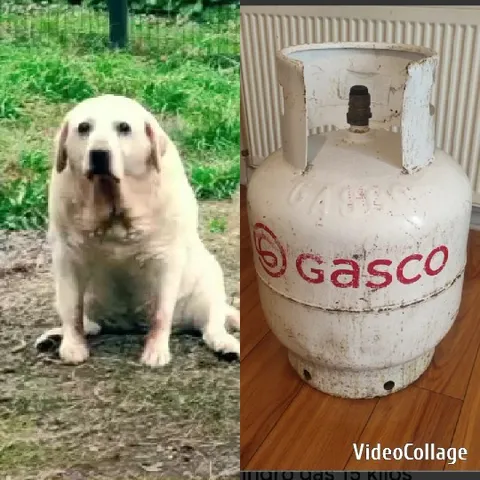 Dog on Grass and Gas Cylinder Indoors