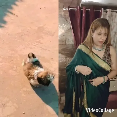 Small Dog on Sandy Surface