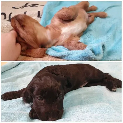 Playful Puppies on Blue Blanket