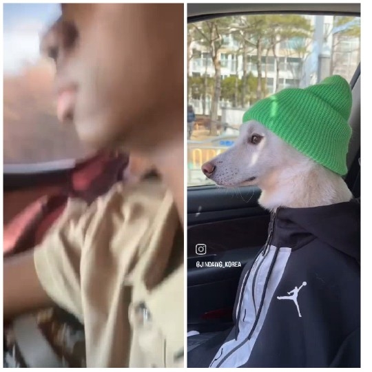 Driving Scene with Dog in Car