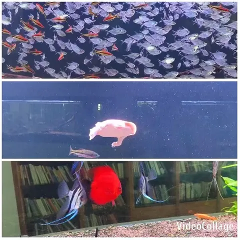 Aquarium Fish in Three Sections