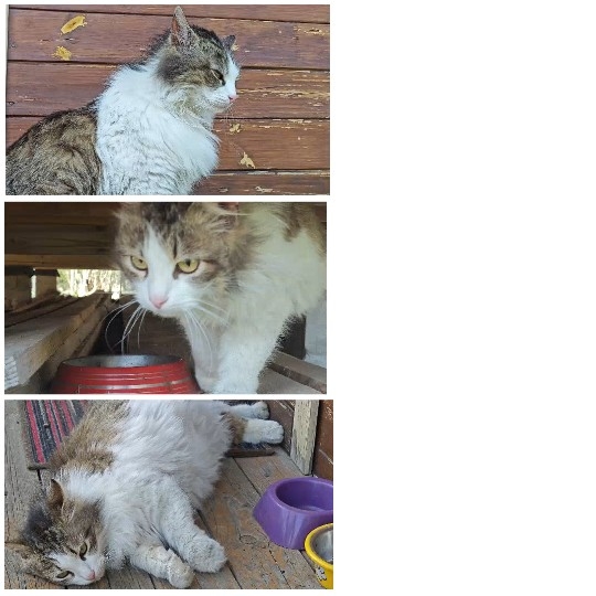 Three Cats in Various Poses
