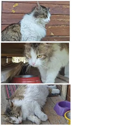 Three Cats in Various Poses